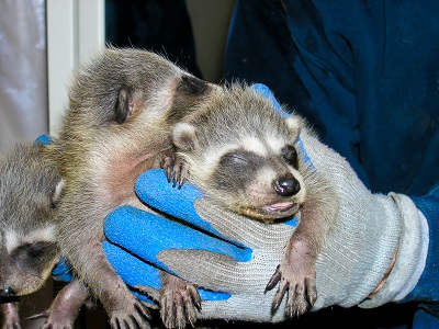 hands holding three 
		    baby raccoons